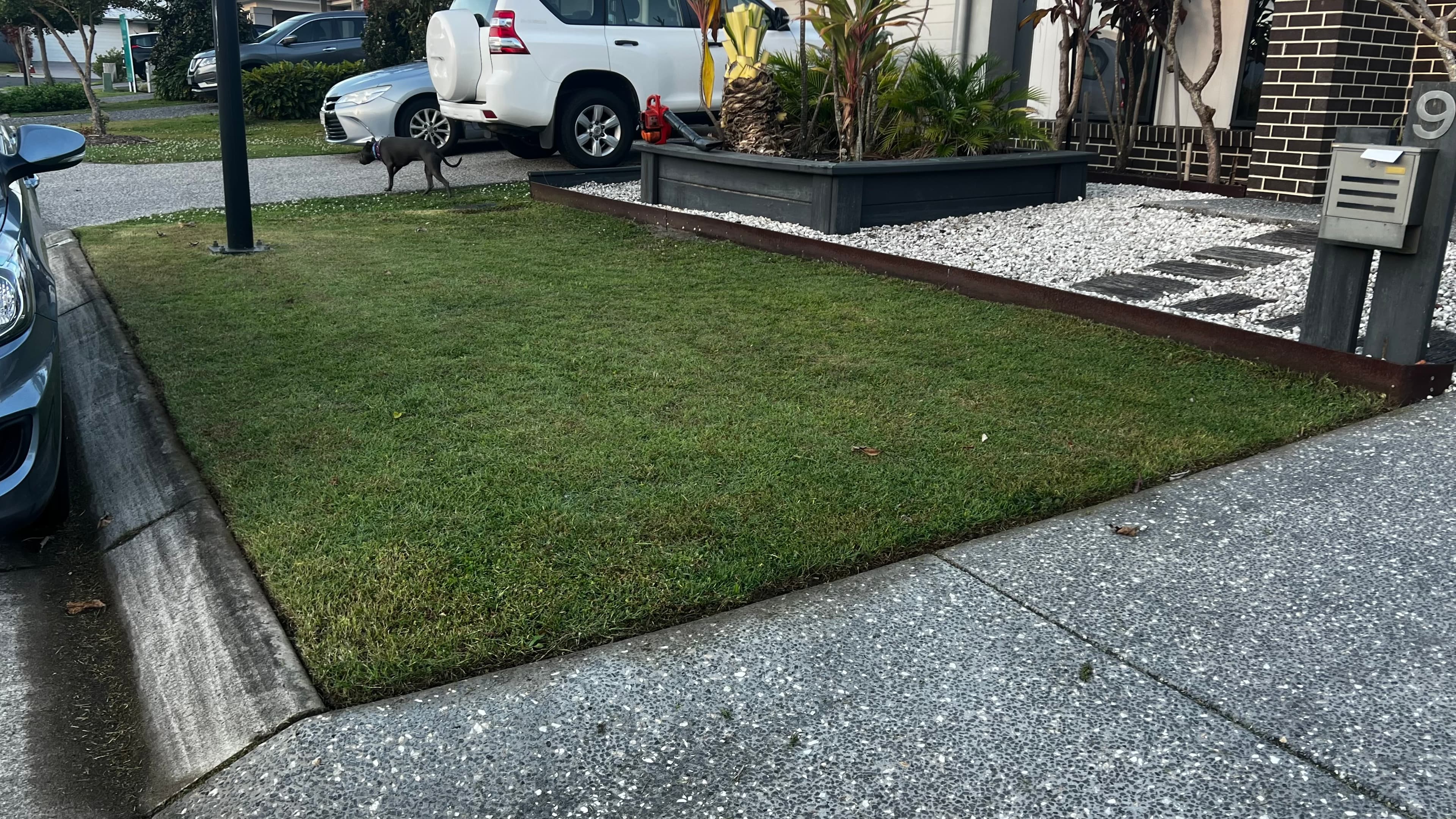 Manicured green lawn in a suburban front yard with white SUV and small black dog.