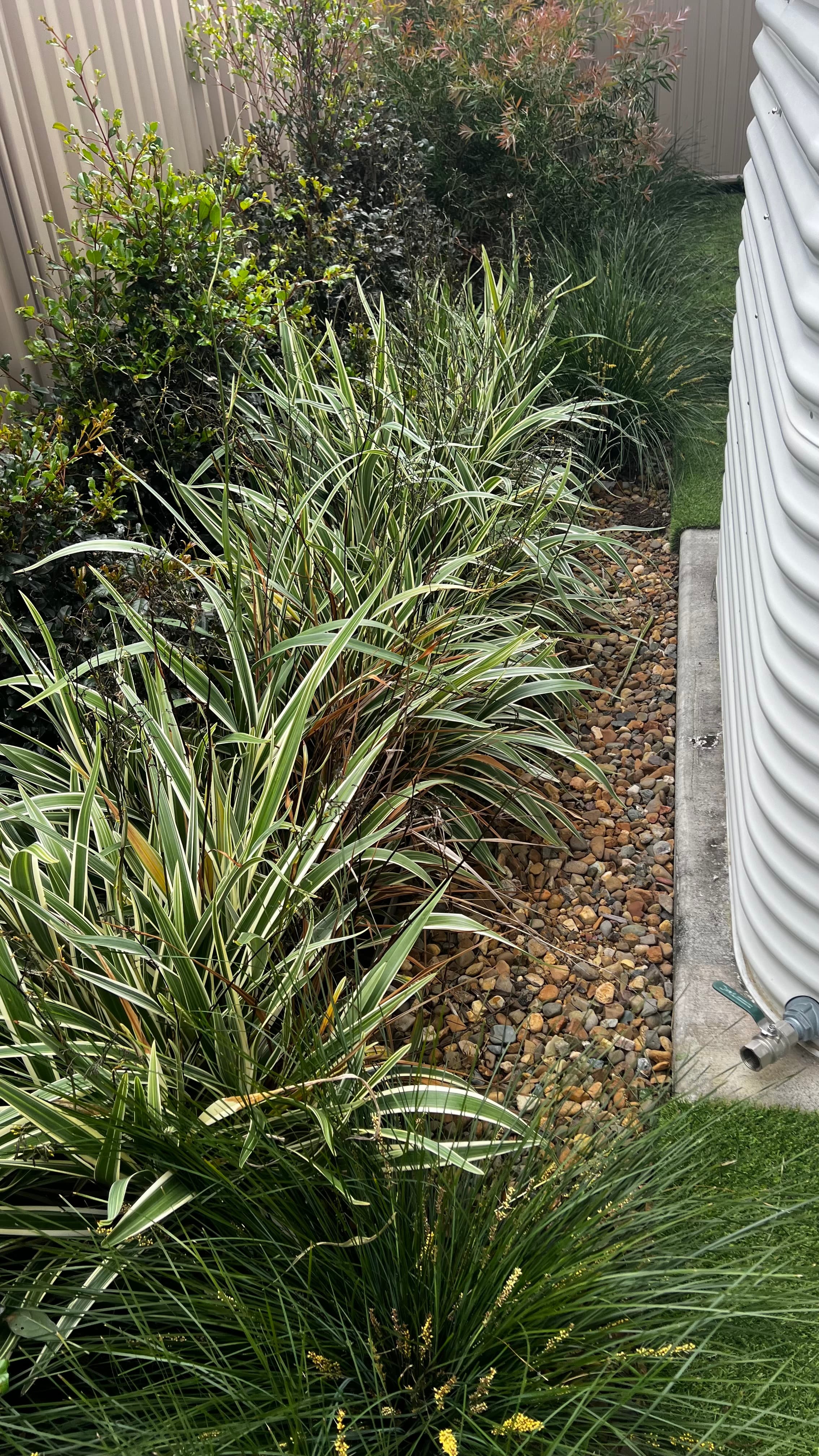 Variegated grasses in a stone garden bed beside a white corrugated water tank.