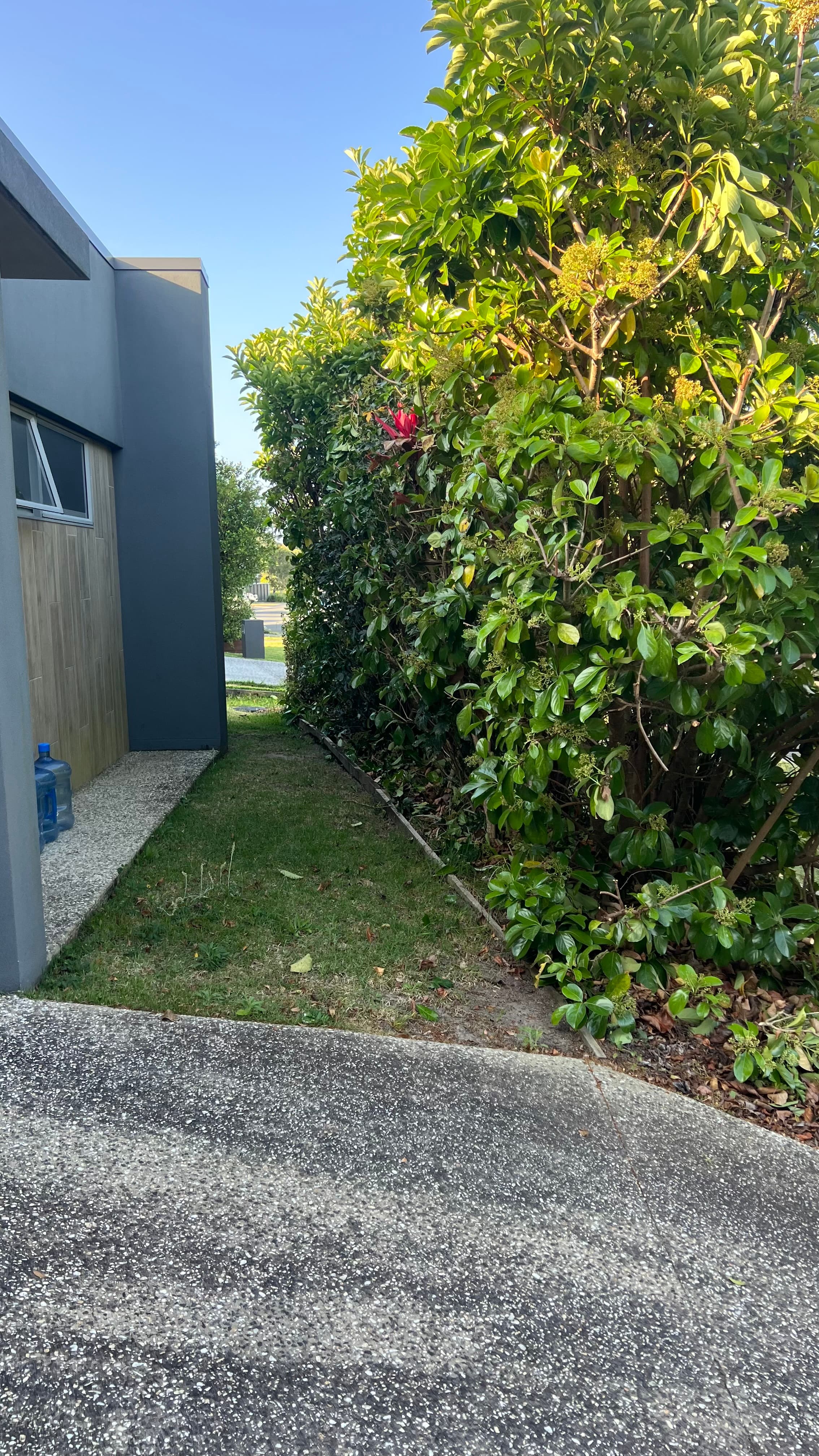 Narrow grassy walkway between a modern grey building and a tall, leafy green garden hedge.